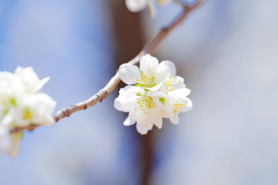 wps8.png wps8.png